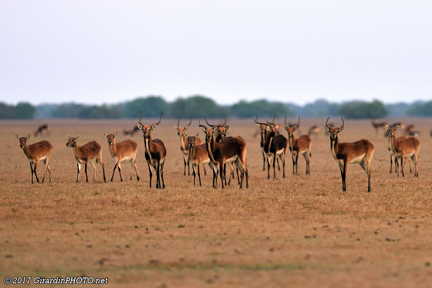 Troupeau de cobes de Lechwe noirs