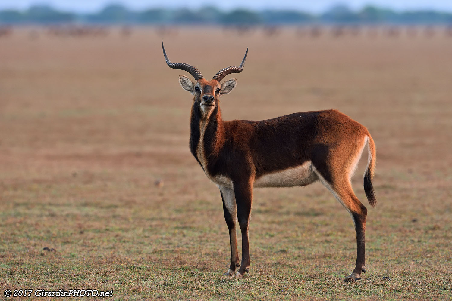 Cobe de Lechwe noir