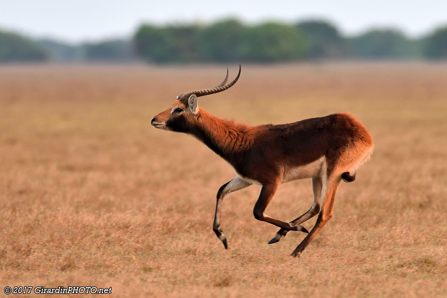 Cobes de Lechwe noirs en pleine course