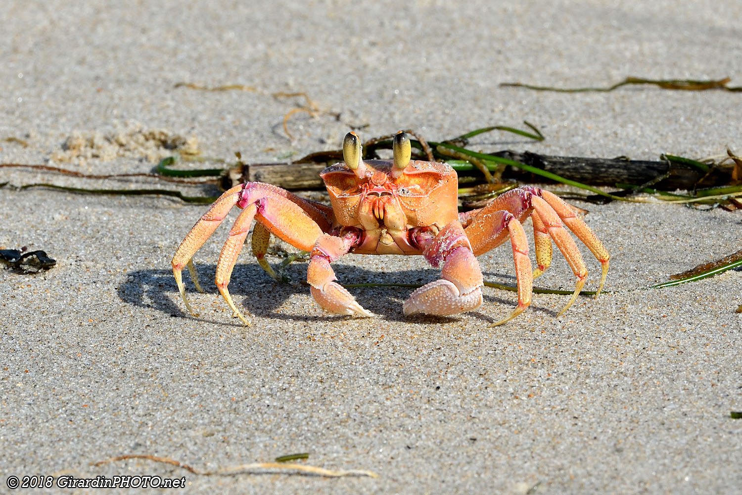 Crabe-fantôme