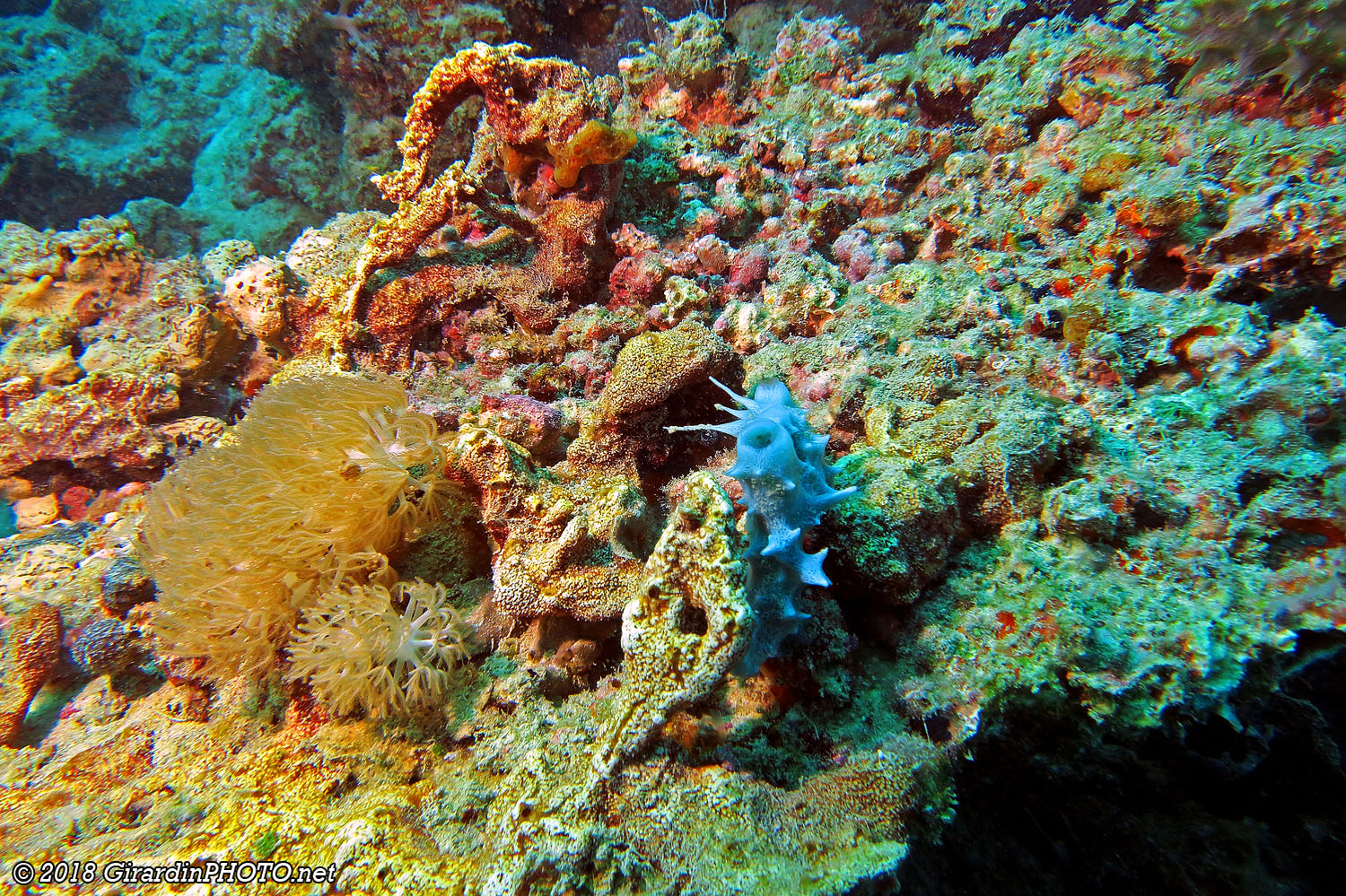 Nudibranche ou corail ?