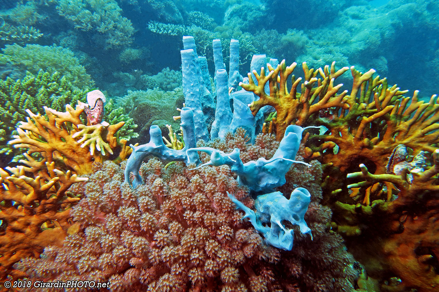 Jardin de corail