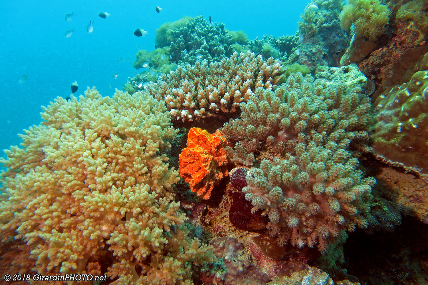 Jardin de corail