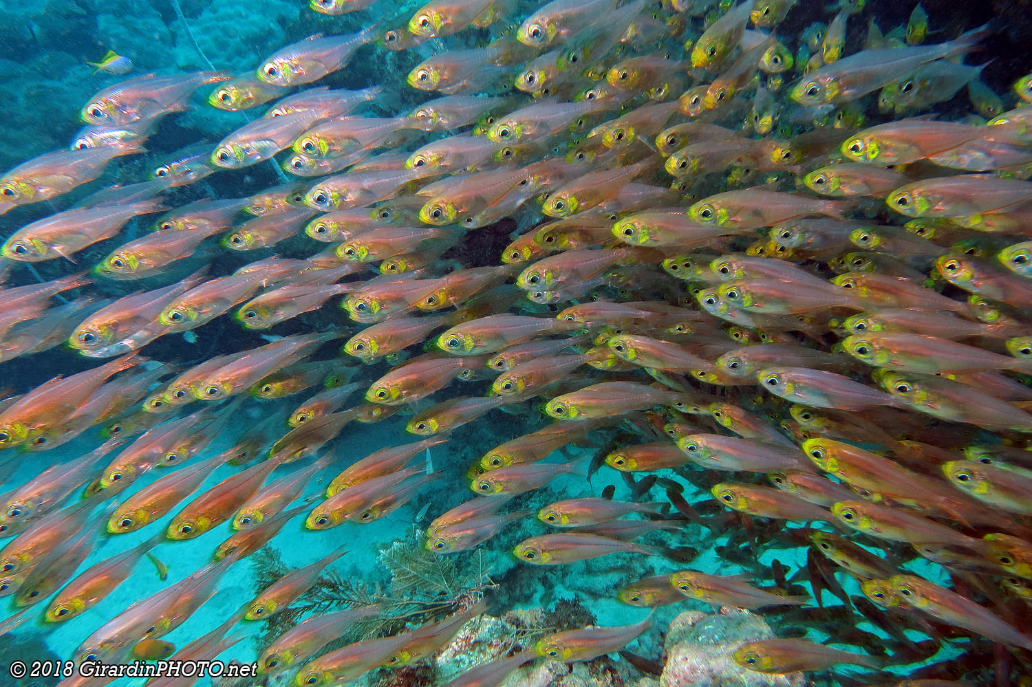 Harpes naines ou poissons de verre