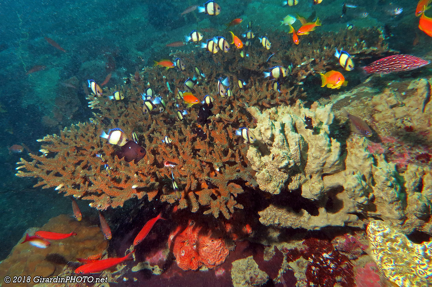 Corail envahi par une multitude de petits poissons