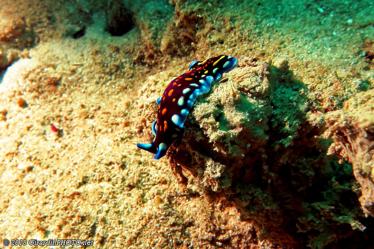 Nudibranche