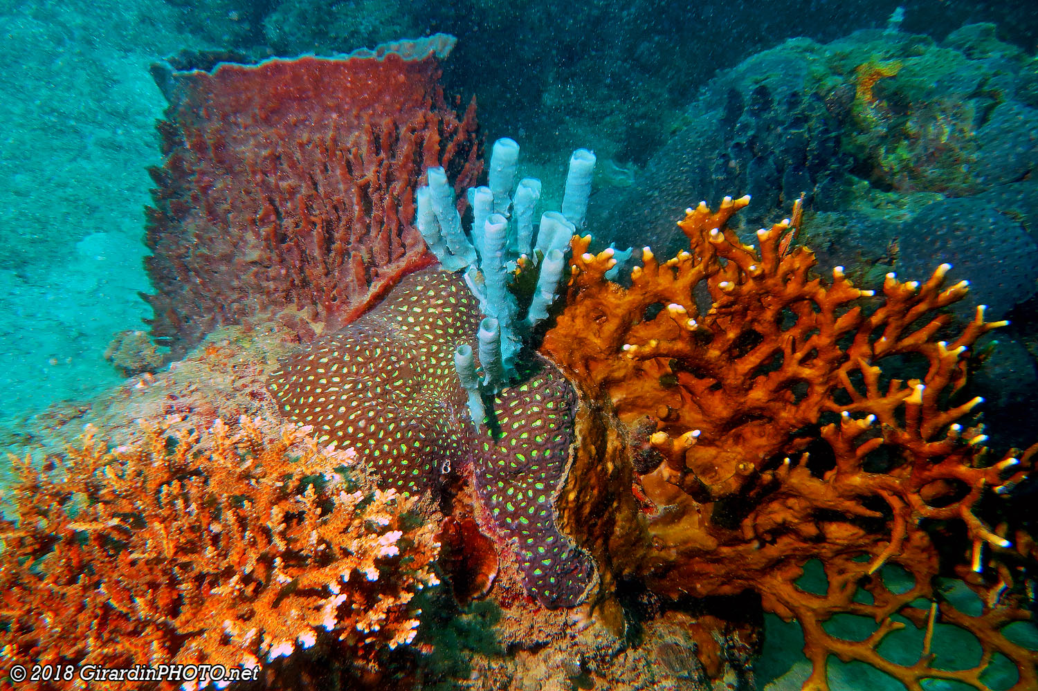 Jardin de corail