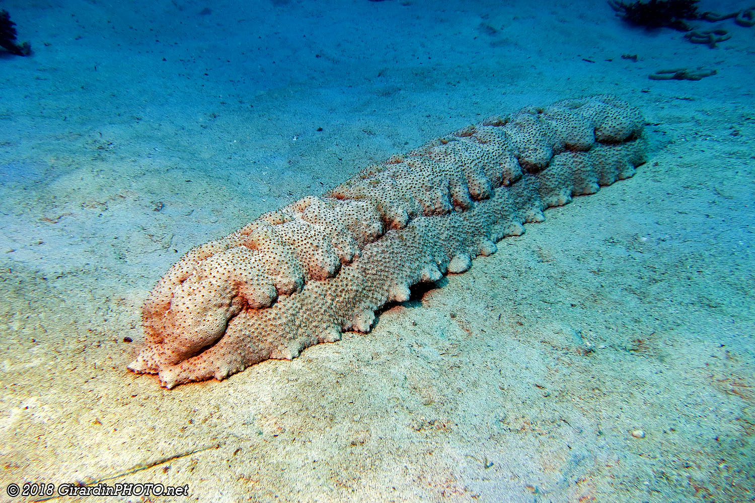 Concombre de mer