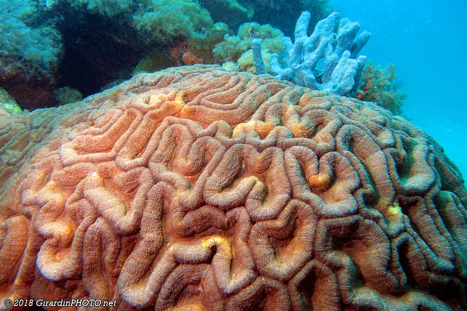 Corail cerveau et éponge tube