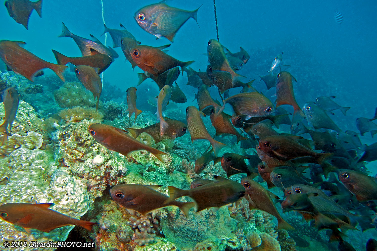 Poissons-hachettes ou poissons-harpes