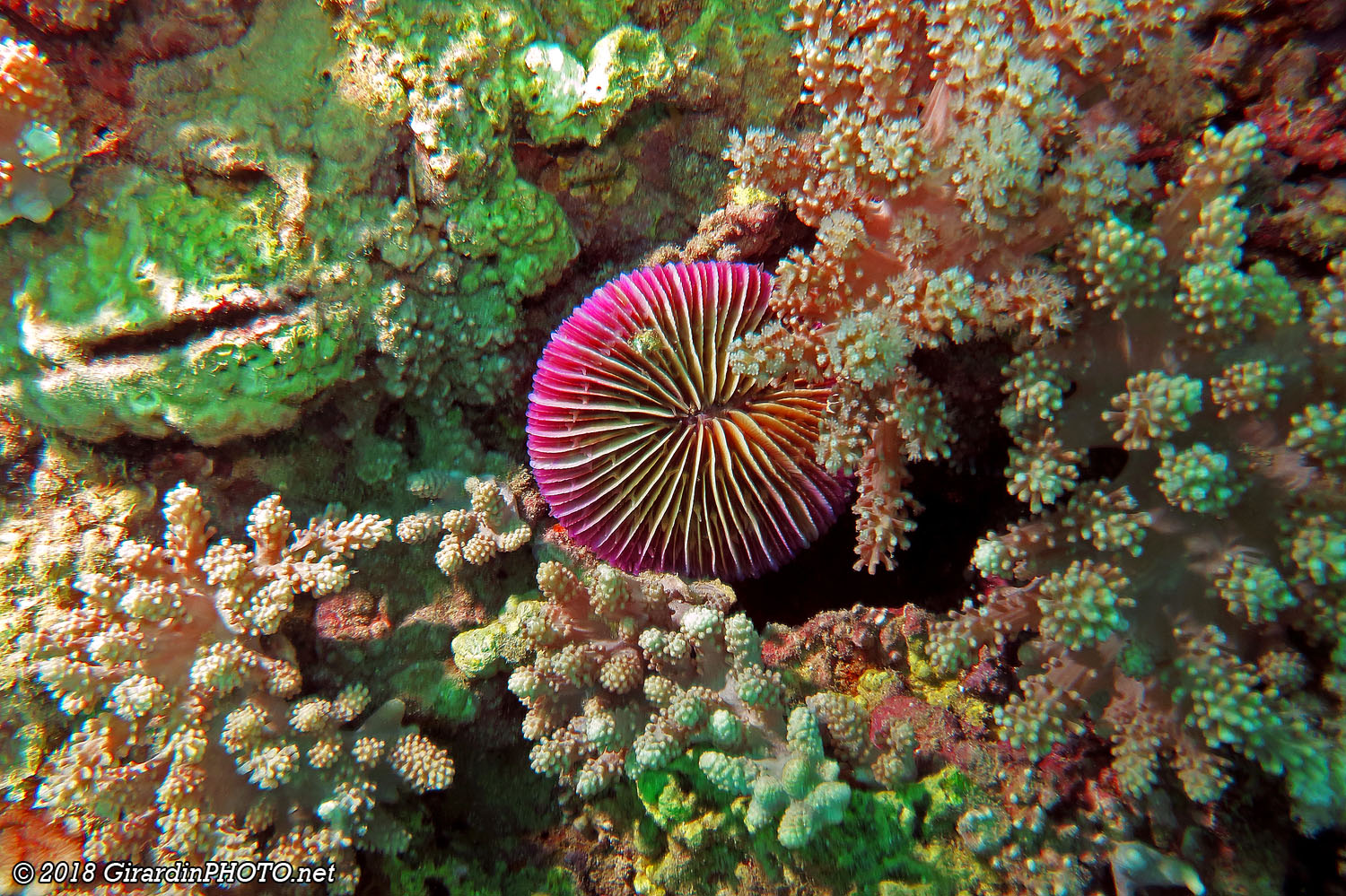 Corail champignon