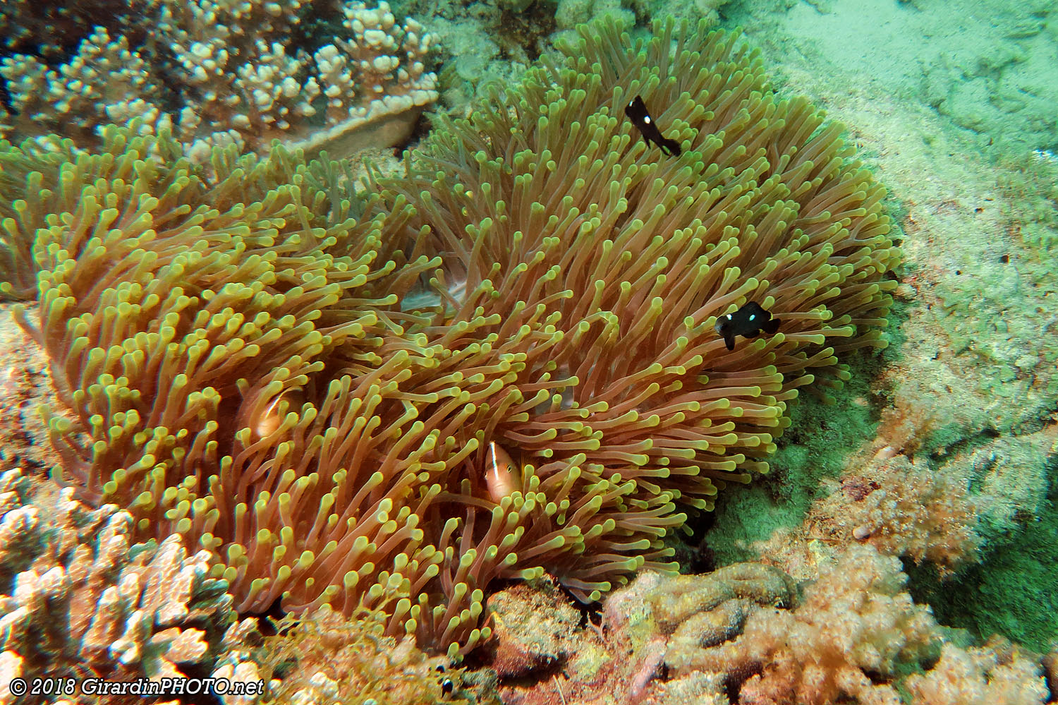 Poissons-clowns dans leur anémone et poissons-dominos juvéniles