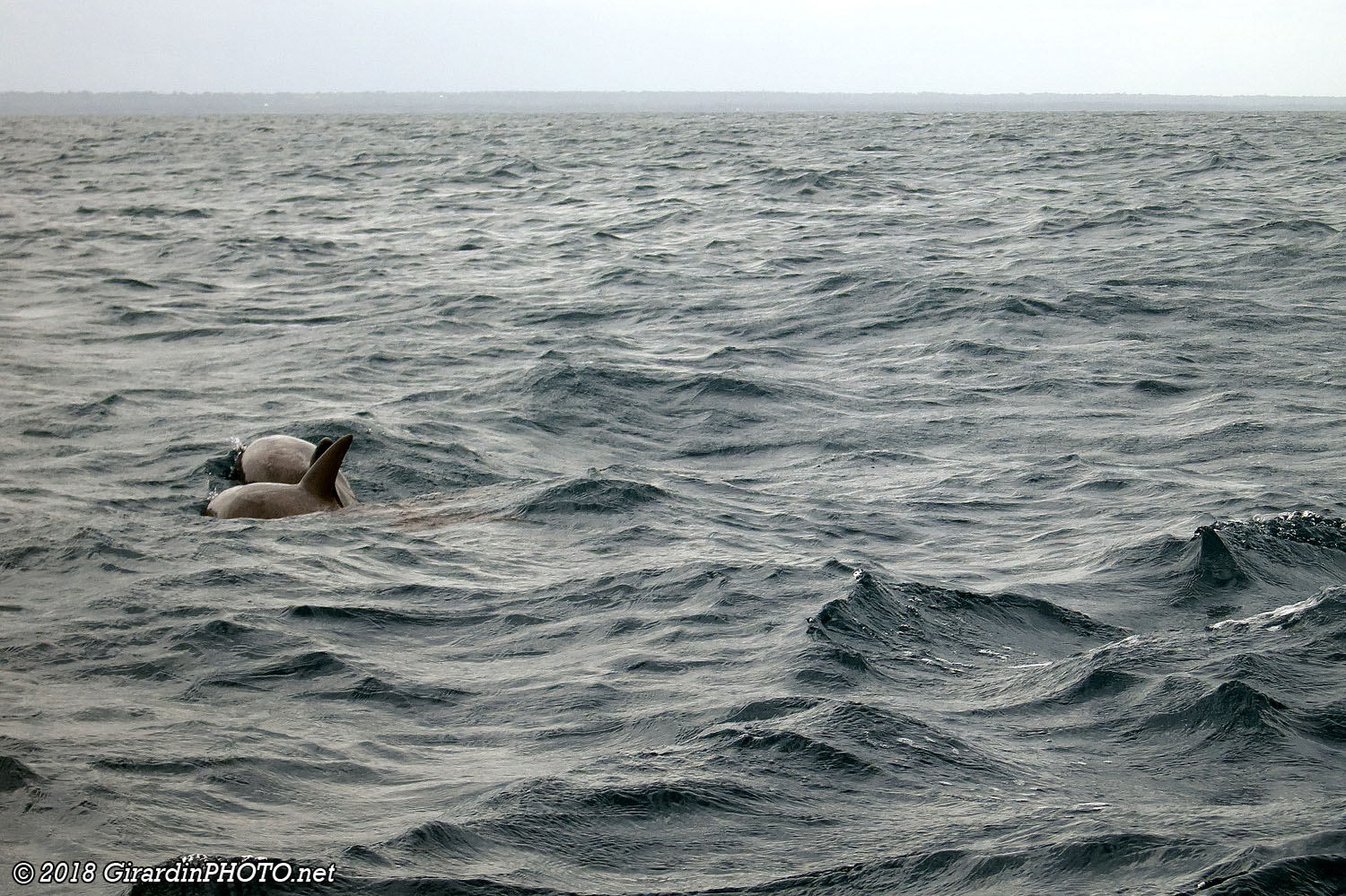 En compagnie des dauphins